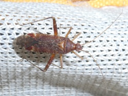 Phytocoris ulmi